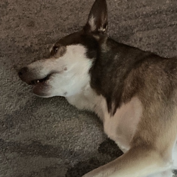 Meet your Posher, Sofia - Picture 1 of 1